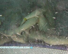 NEW! To get him to agree to buy her new handbag, she gives him a handjob first